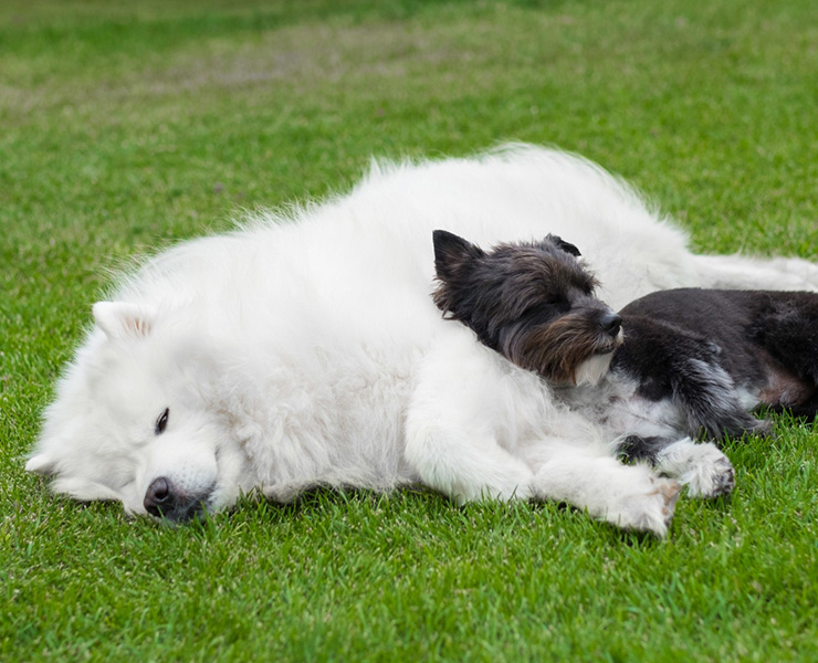 Kod Plavog Jorgovana